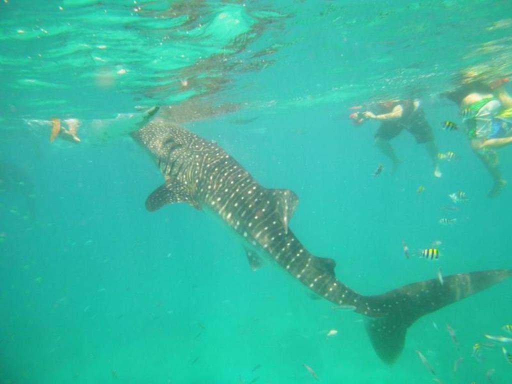 Alta Cebu Resort Dış mekan fotoğraf